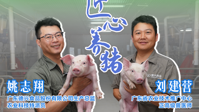 广东德兴食品股份有限公司生产总监、农业科技特派员、“匠心养猪”姚志翔：安静舒适的环境保证母猪能够顺利生产|农技先锋行