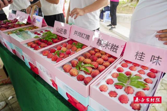 清晨新鮮采摘的“雷嶺荔枝”,。