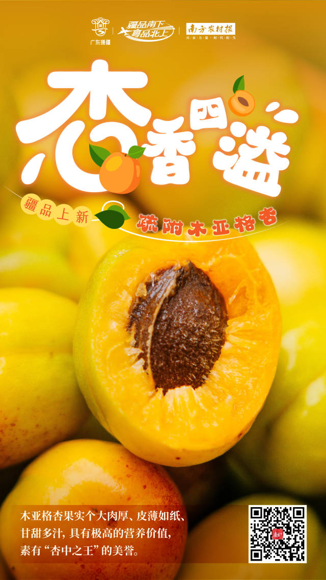 疏附木亚格杏成熟啦！开启“杏”运湾区之旅