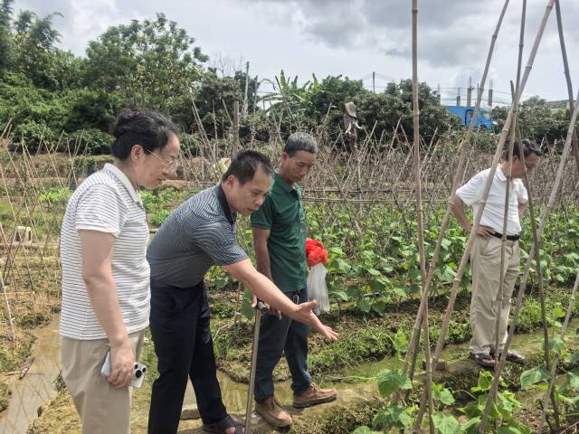 国家蔬菜系统专家助力化州市笪桥镇黄瓜财富困绕