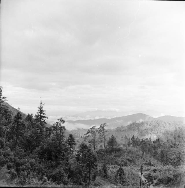當(dāng)年岳山上的殘林荒山現(xiàn)狀 方權(quán)裕攝