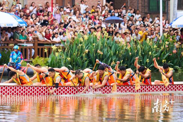 中山坦洲鎮(zhèn)安阜涌時(shí)隔20多年再賽龍舟,。