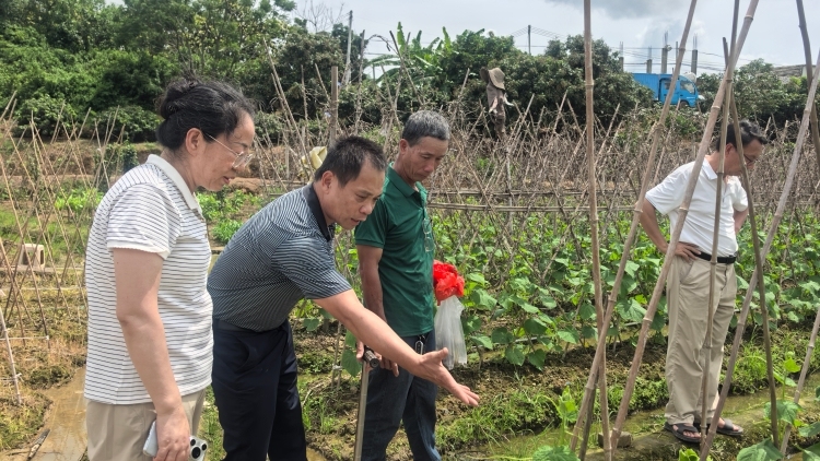 國家蔬菜體系專家助力化州市笪橋鎮(zhèn)黃瓜產(chǎn)業(yè)突圍