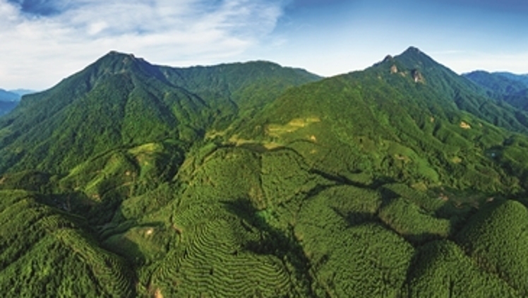 從荒山到綠海 廣東續(xù)寫“岳山造林”綠美新篇章