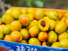 咬一口疏附木亚格杏，尝尽西域千年甜香｜疆品上新①