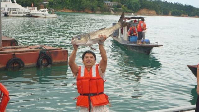 万绿湖开渔首批鱼鲜上岸了！