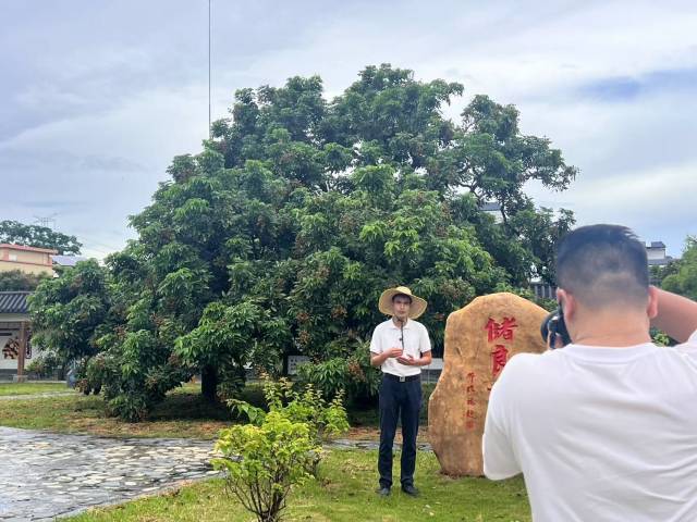 儲良村黨委書記莫瀟在儲良龍眼母樹前拍攝視頻