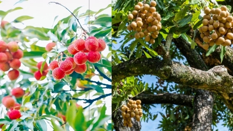 接“荔”甜蜜,，高州龍眼開始少量上市