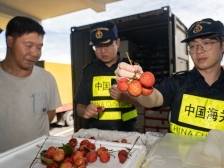 一线识“珠”⑥｜“荔枝使”飞驰大湾区