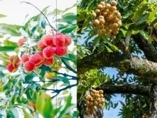 接“荔”甜蜜，高州龙眼开始少量上市