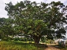 古祠映初心 薪火永相传｜茂名红色地标展新颜③