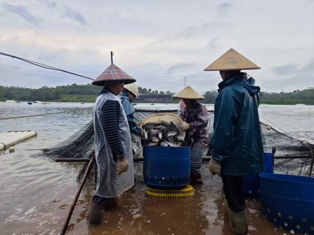 罗非鱼养殖户在塘头网鱼。