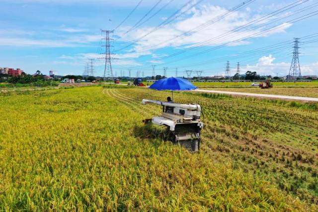 厚街白濠休闲农业公园结合高标准农田建设，打造“水稻种植+休闲观光”的现代化综合性农业产业园。（图源：厚街融媒）