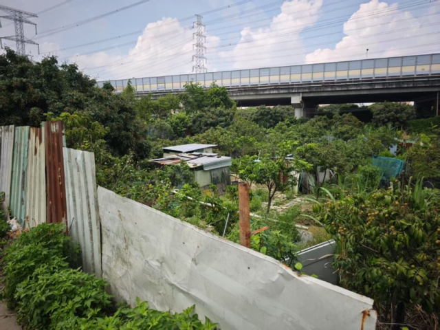 新南村82亩高标准农田上，鸡舍、果树、菜地交叉分布。