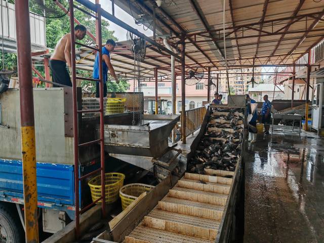 罗非鱼被运往加工厂的生产线。