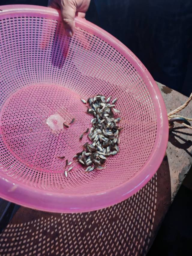 宝路公司的罗非鱼苗