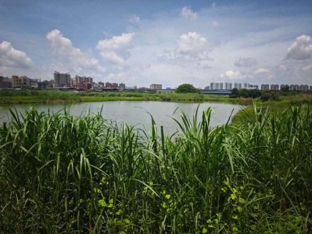 穗丰年村裕隆小组的水塘改造为高标准农田后，撂荒三年多，现状仍为水塘。