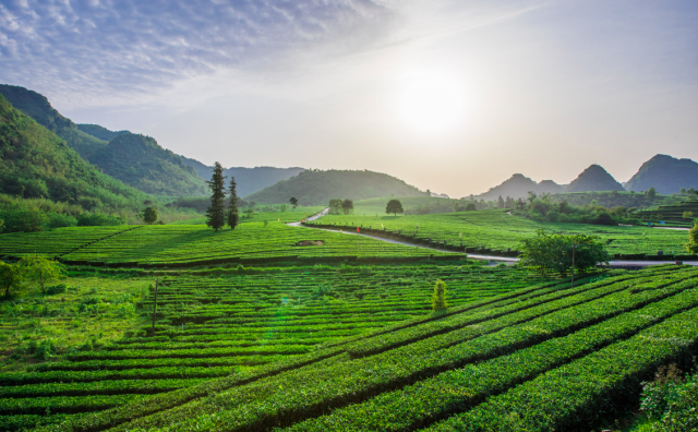 英德茶园