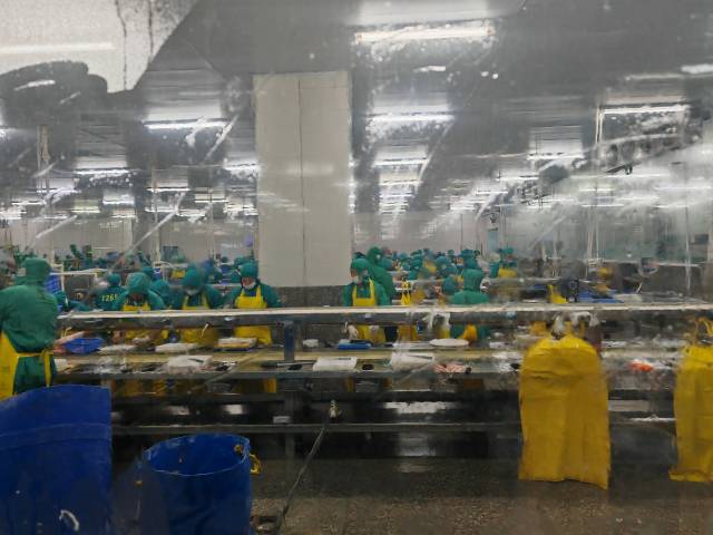 新洲水产的罗非鱼片生产车间。