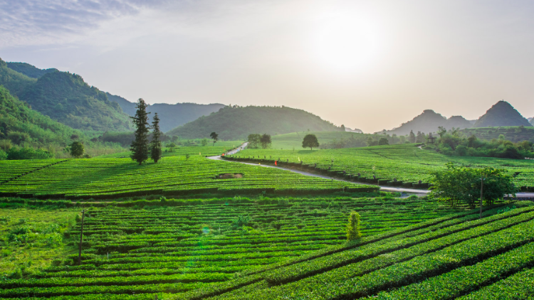 新式茶饮X茶文旅空间，“百亿”英德红茶想象空间有多大？