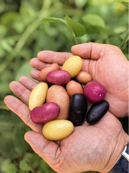 南繁基地生产的微型薯因花青素等营养物质含量的不同呈现不同的颜色。  受访者供图