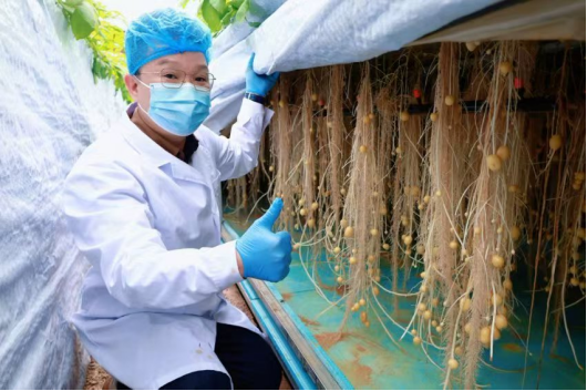 广东省马铃薯南繁育种基地雾化栽培棚内培育的微型薯。  受访者供图