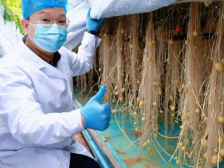 “天稻”下凡，“薯光”闪耀！河源农业向“新”提质