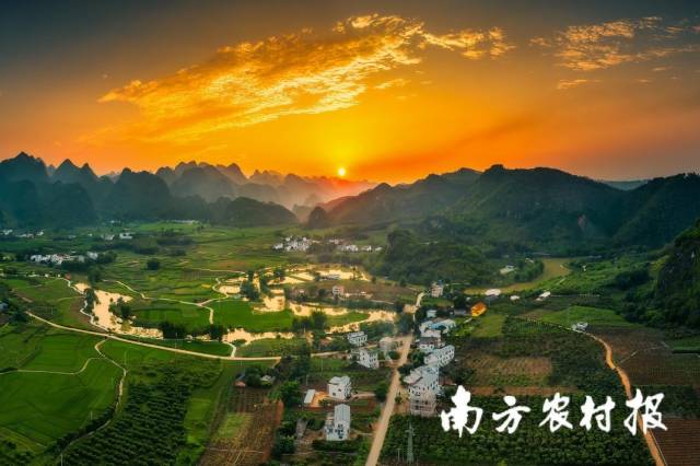 田阳是全国少有的“宜芒基地”。 田阳是全国少有的“宜芒基地”。