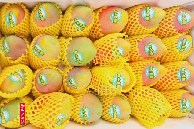 百色芒果(田阳)。 百色芒果(田阳)。