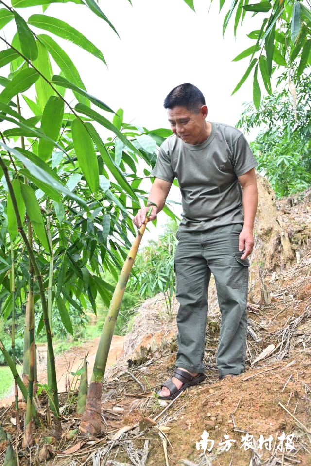 大洞镇林户黄亚灶计划采伐杂木林发展麻竹笋产业。 大洞镇林户黄亚灶计划采伐杂木林发展麻竹笋产业。