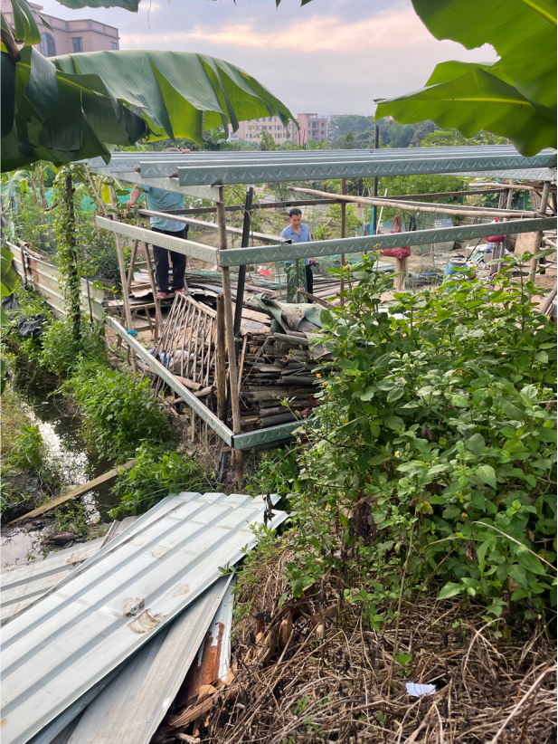 追踪|东莞企石镇对高标准农田问题进行整改:拆除违建引导种粮