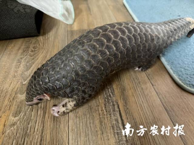 2025年6月，潮州市一汽修厂内发现一只中华穿山甲，当地林业部门对其实施救护。