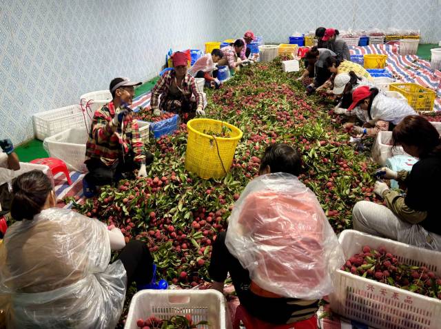 基岗村荔枝分捡现场,刚从枝头摘下的新鲜荔枝堆积如山,果香四溢。 林伊晴 摄 基岗村荔枝分捡现场,刚从枝头摘下的新鲜荔枝堆积如山,果香四溢。 林伊晴 摄