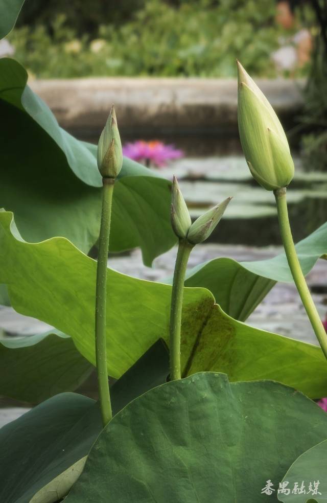 莲花山景区“连理莲”莲花奇观