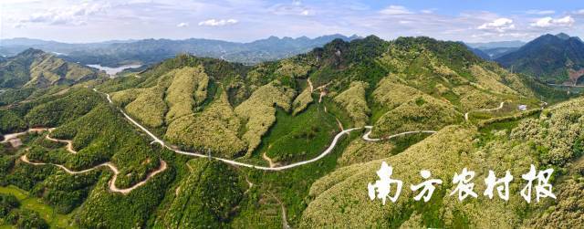 英德森林资源丰富。陈卫东 摄