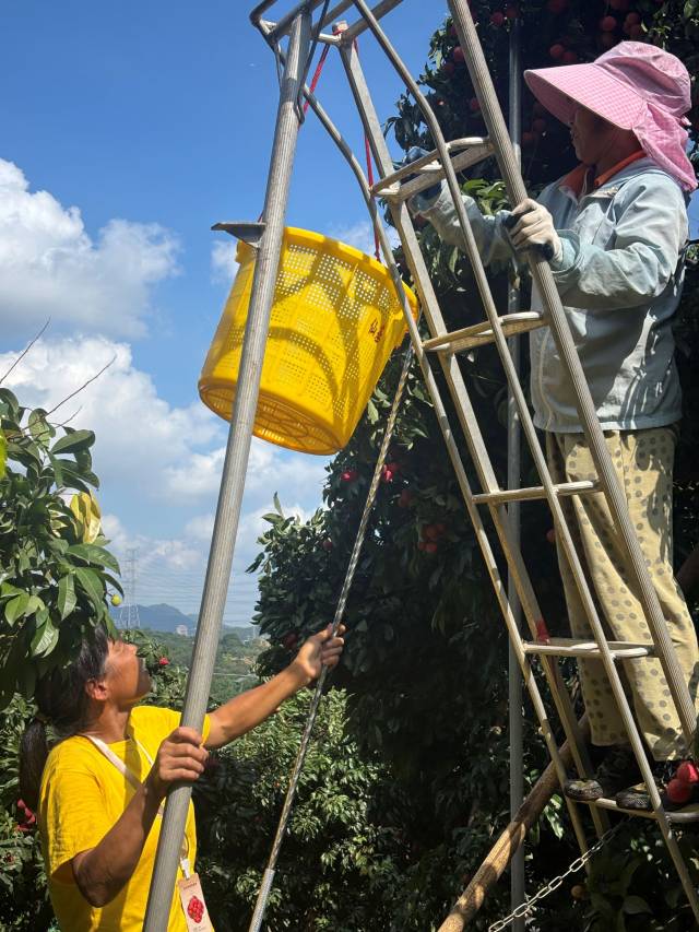 来自茂名信宜市的凤姐收完家里的三华李,就来到基岗村帮工。林伊晴 摄 来自茂名信宜市的凤姐收完家里的三华李,就来到基岗村帮工。林伊晴 摄