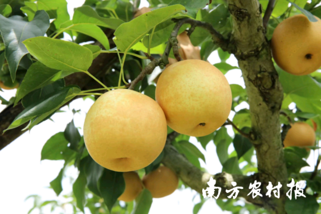 连州水晶梨个大饱满、爽脆清甜。