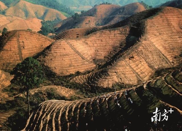 岳山造林现场。