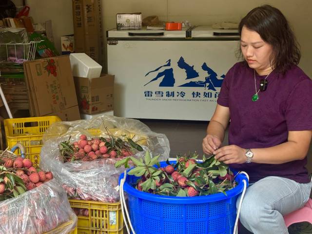基岗村村民吴柳红正忙着将当天采摘的一筐筐荔枝分拣装箱,通过快递送到顾客手上。林伊晴 摄 基岗村村民吴柳红正忙着将当天采摘的一筐筐荔枝分拣装箱,通过快递送到顾客手上。林伊晴 摄