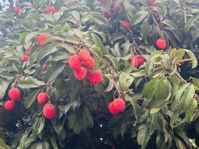 仙进奉起源于增城仙村镇基岗村,是荔枝中的高端品种。林伊晴 摄 仙进奉起源于增城仙村镇基岗村,是荔枝中的高端品种。林伊晴 摄