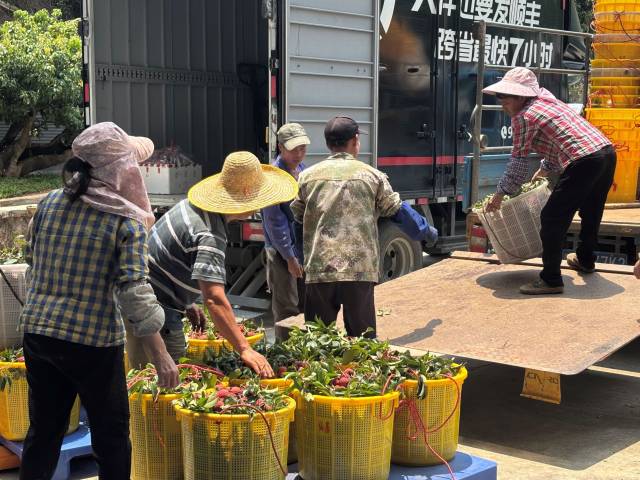 一筐筐仙进奉荔枝从果园运到冷库,经过包装后即送上冷链车,运往全国市场。林伊晴 摄 一筐筐仙进奉荔枝从果园运到冷库,经过包装后即送上冷链车,运往全国市场。林伊晴 摄