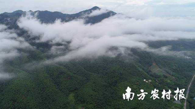 南方农村报 任峻男 拍摄