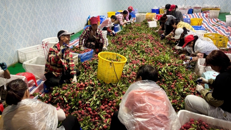 一颗仙进奉荔枝，撬动增城基岗村亿元产业 | 众说百千万⑤
