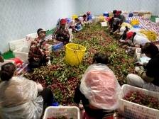 一颗仙进奉荔枝，撬动增城基岗村亿元产业 | 众说百千万⑤