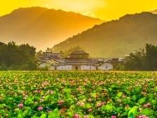 视频+图｜蕉岭三圳九岭村：“荷影秀色”藏夏韵，荷塘雅事醉游人