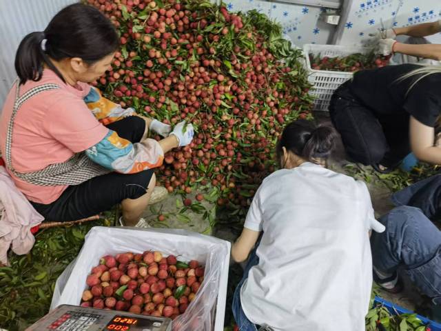 工人们在分拣荔枝 工人们在分拣荔枝