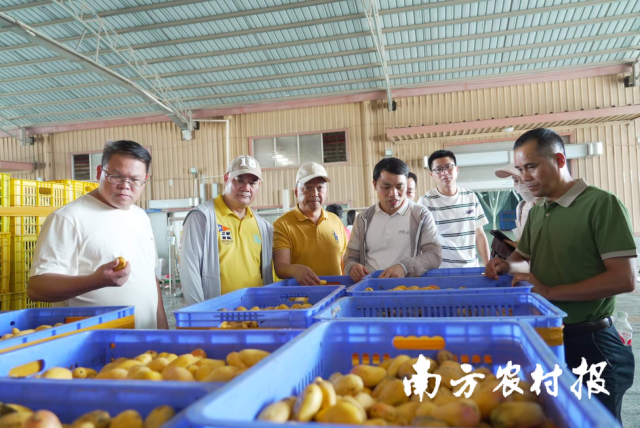 大湾区采购商走进产地实地考察。