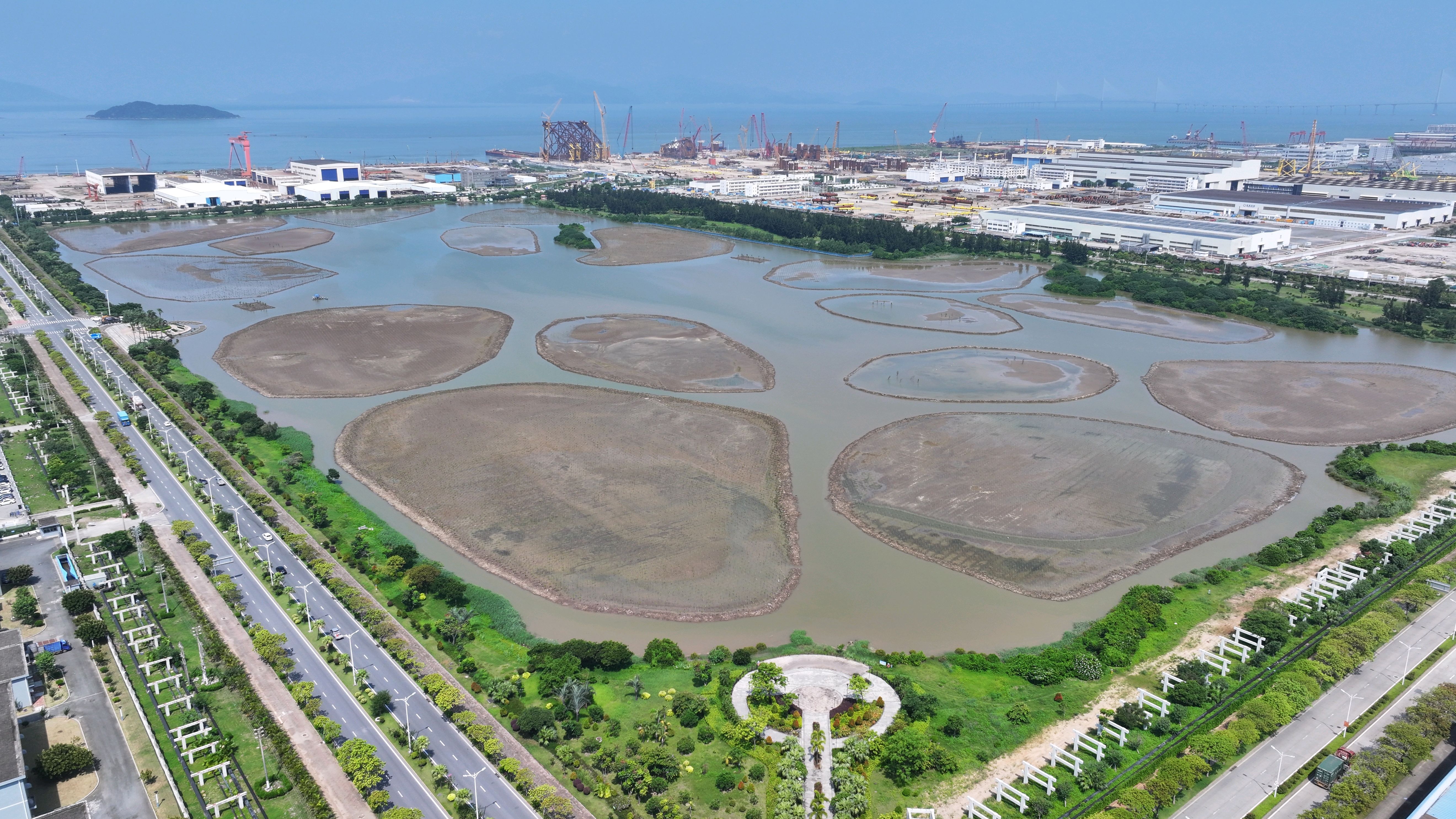 珠海市金湾区南虎湿地公园，一片新营造的红树林生机盎然。