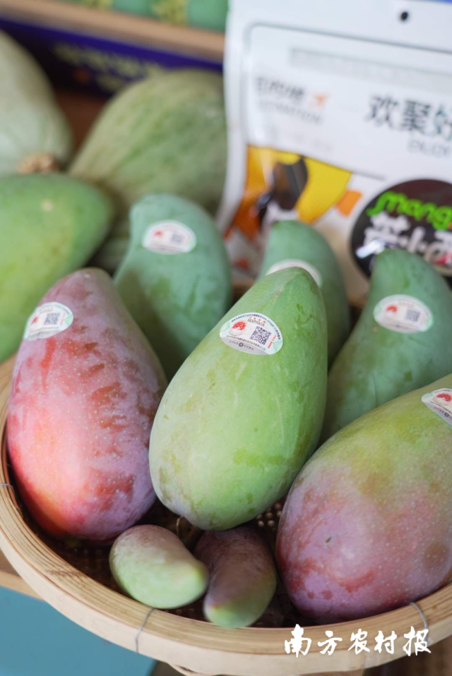 百色芒果（田阳）。