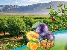 企业风采|新疆西圣果业有限责任公司